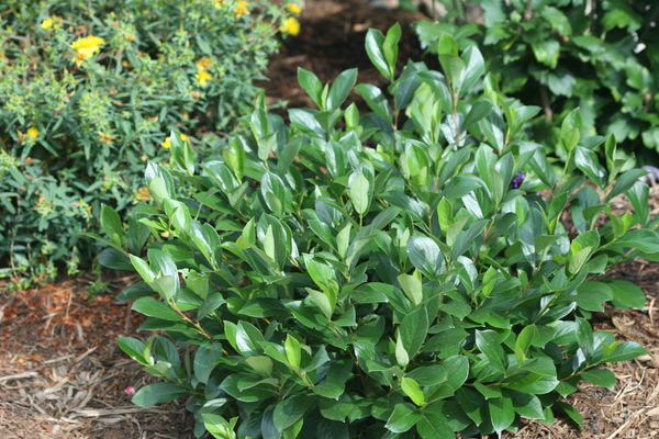 Low Scape Chokeberry (Mound)