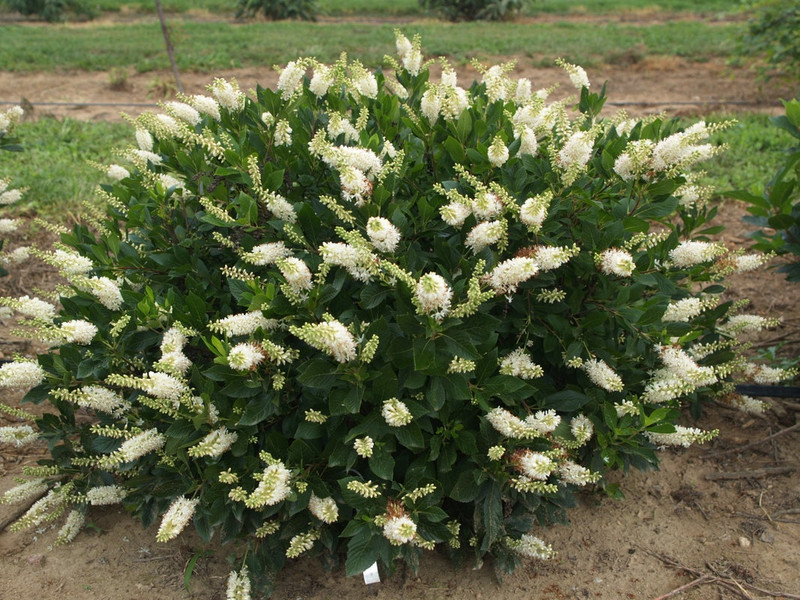 Crystalina Clethra