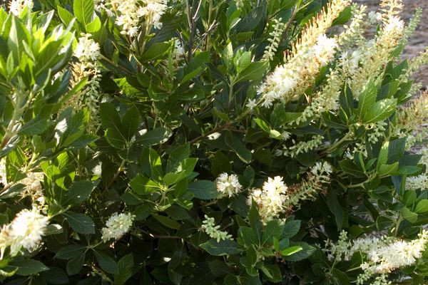 Hummingbird Clethra
