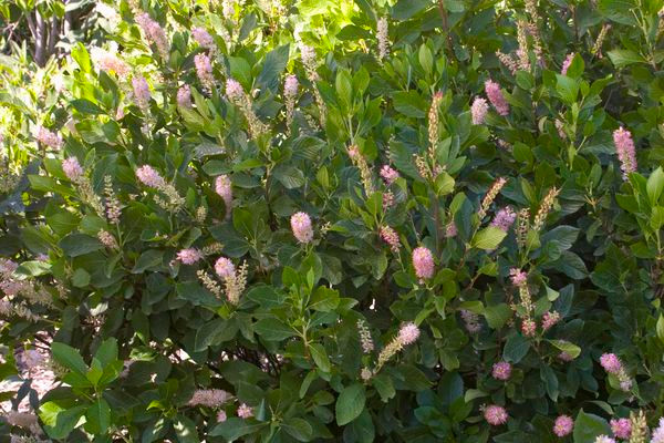 Ruby Spice Clethra