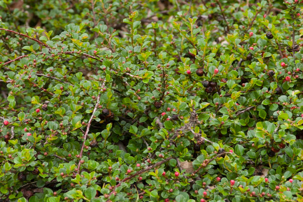 Cranberry Cotoneaster