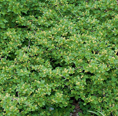 Green Mound Currant