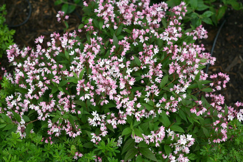 Yuki Cherry Blossom Deutzia