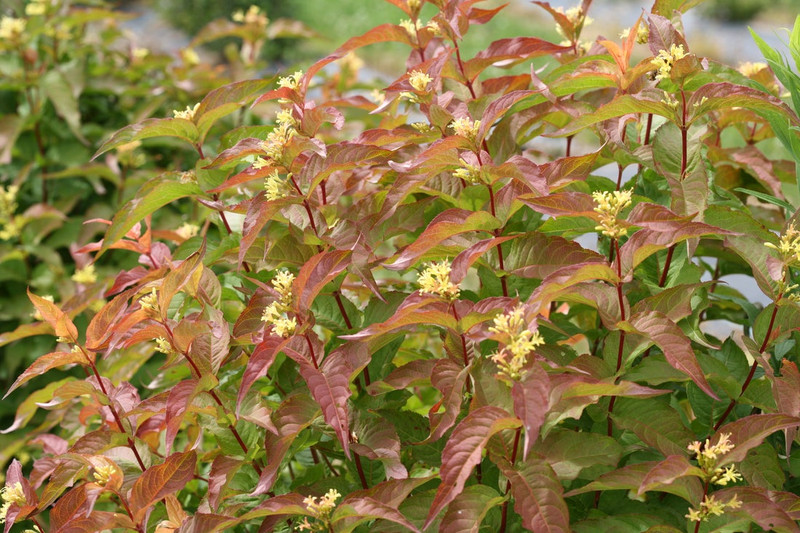 Kodiak Orange Diervilla