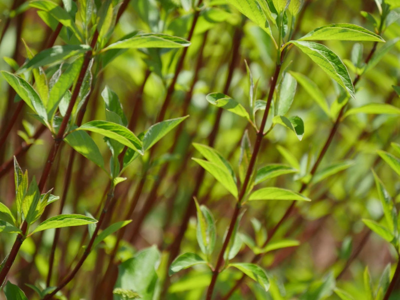 Arctic Fire Dogwood Shrub