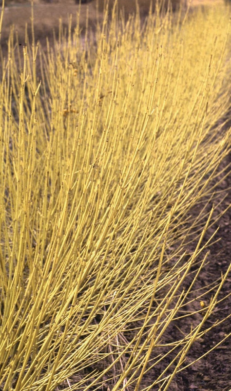 Arctic Fire Yellow Dogwood Shrub