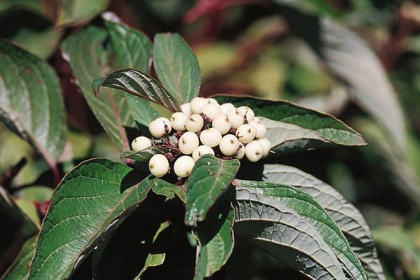 Red Twig Dogwood Shrub
