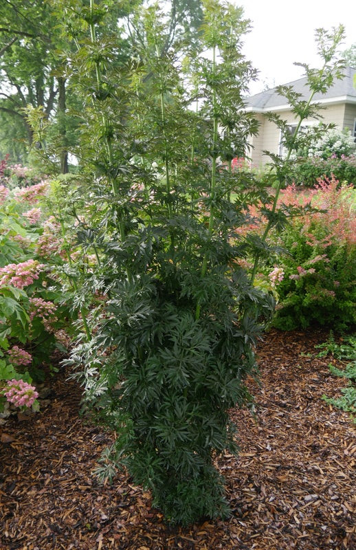 Laced Up Elderberry
