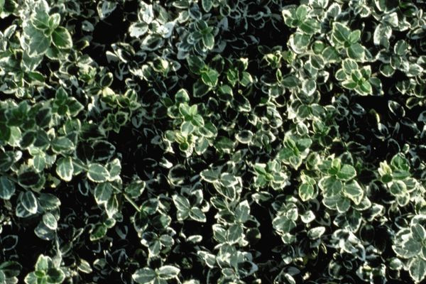 Emerald Gaiety Euonymus