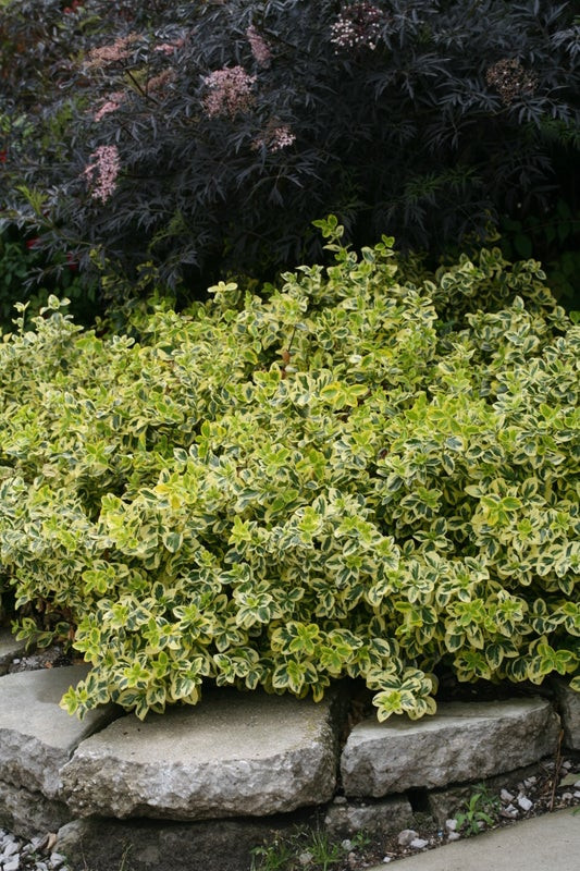 Gold Splash Euonymus