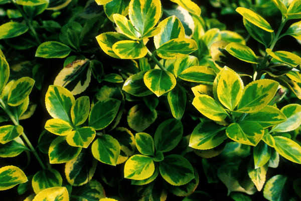 Moonshadow Euonymus