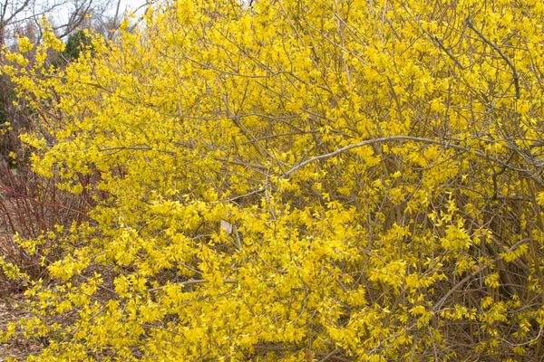 Meadowlark Forsythia