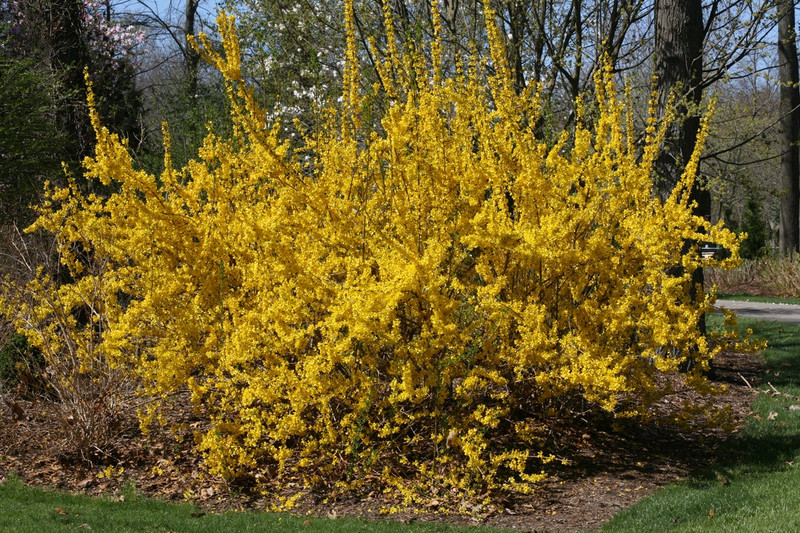 Show Off Forsythia