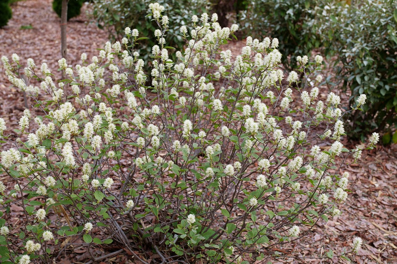 Legend of the Small Fothergilla