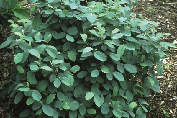 Mt. Airy Fothergilla