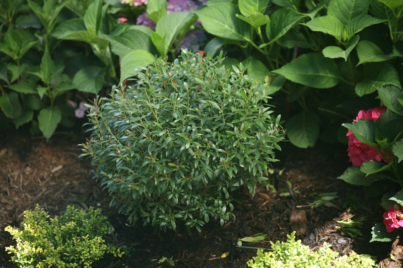 Gem Box Holly Shrub