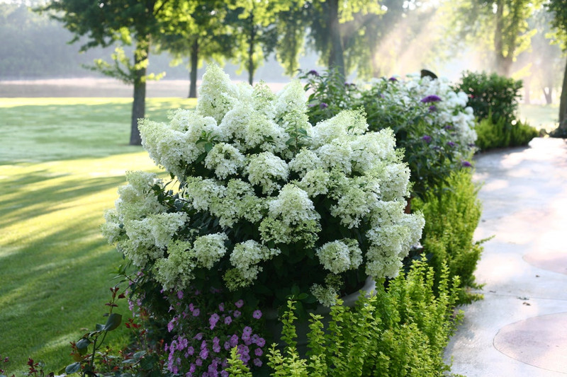 Bobo Hydrangea Shrub
