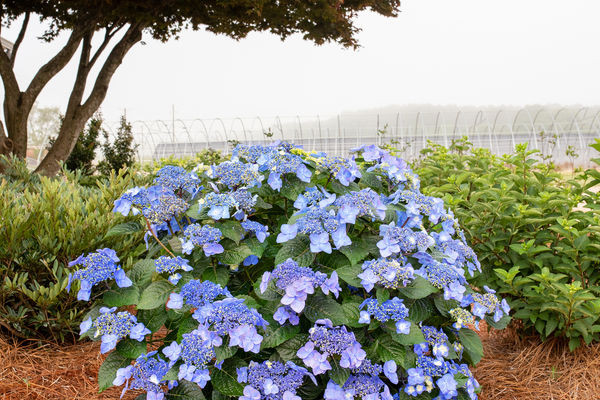 Endless Summer: Pop Star Hydrangea Shrub