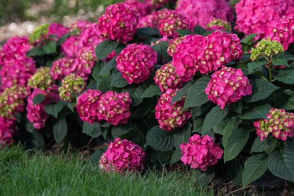 Endless Summer: Summer Crush Hydrangea Shrub