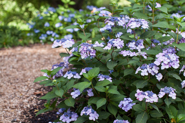 Endless Summer: Twist n' Shout Hydrangea Shrub