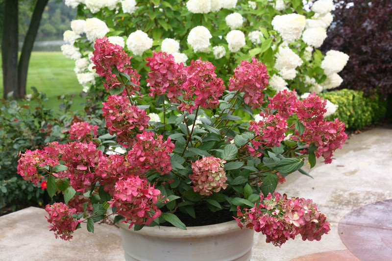 Fire Light Hydrangea Shrub