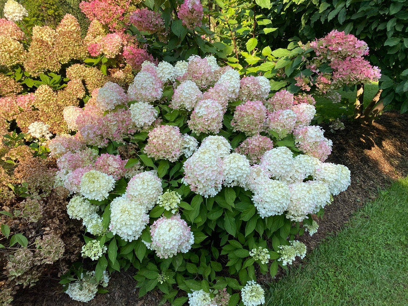 Fire Light Tidbit Hydrangea Shrub