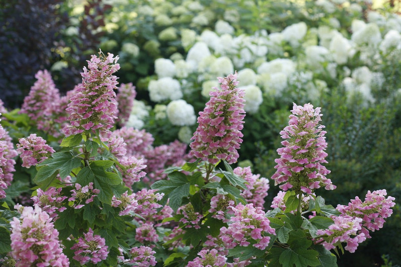 Gatsby Pink Hydrangea Shrub