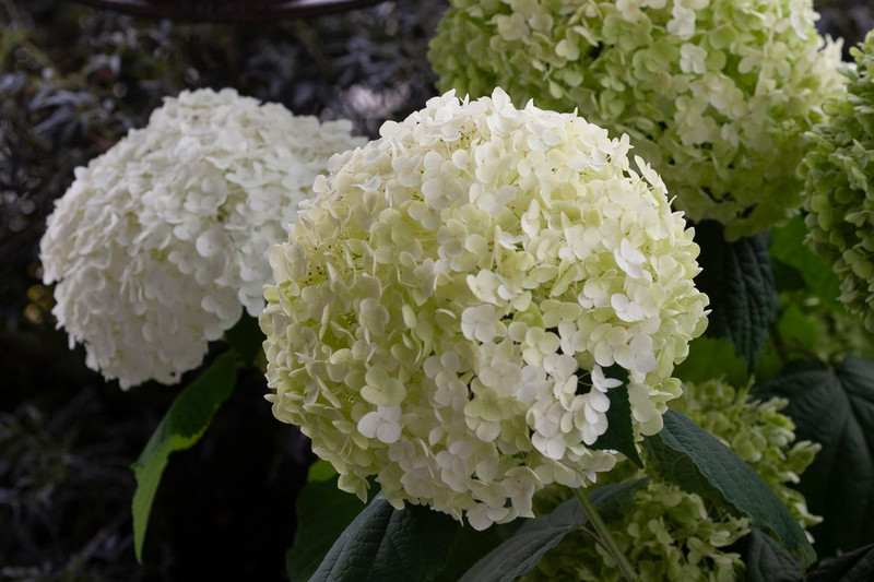 Incrediball Hydrangea Shrub