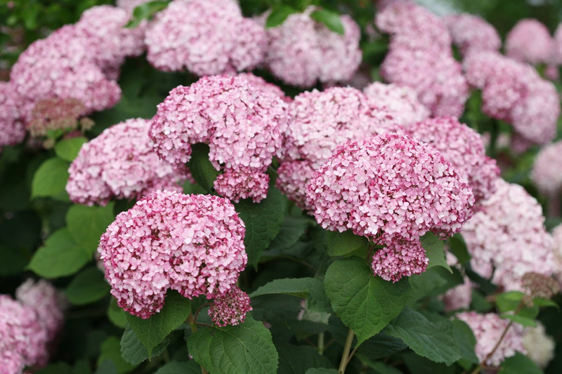 Incrediball Blush Hydrangea Shrub