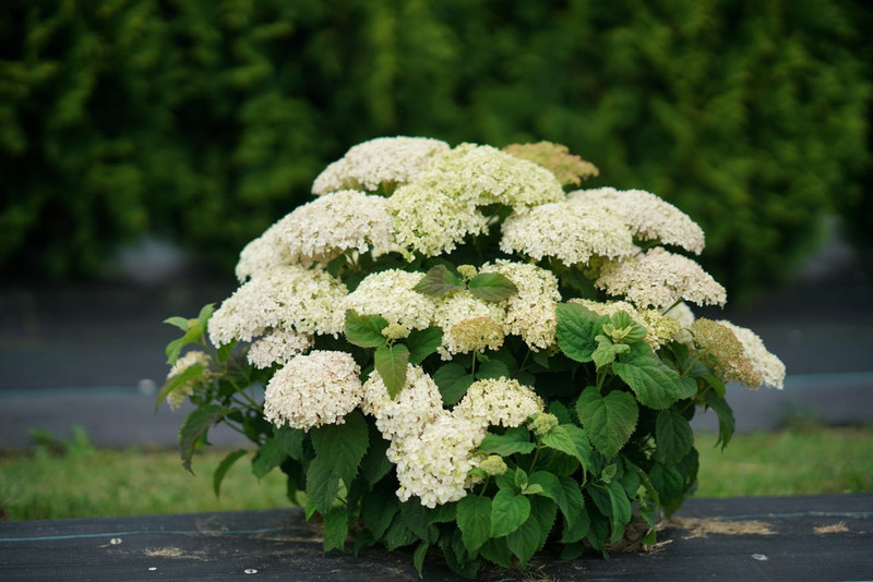 Invincibelle Limetta Hydrangea Shrub