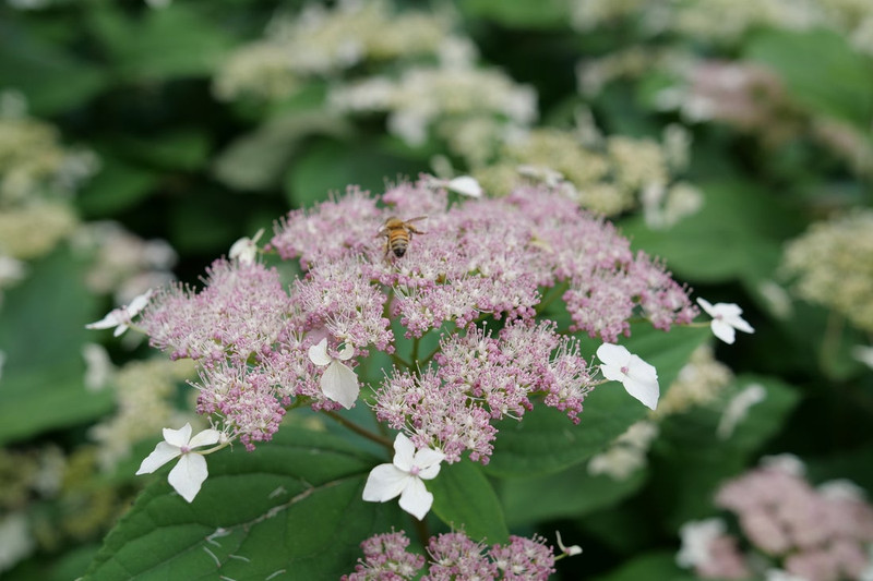 Invincibelle Lace Hydrangea Shrub