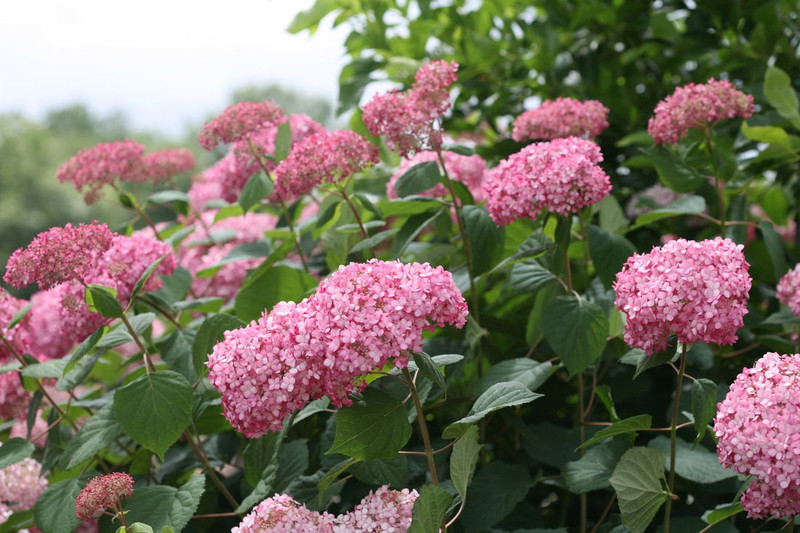 Invincibelle Spirit Hydrangea Shrub