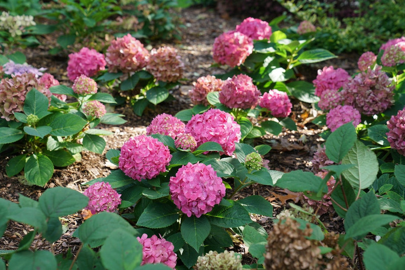 Let's Dance Arriba! Hydrangea Shrub