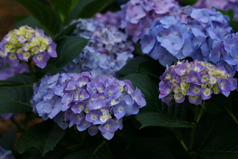 Let's Dance Blue Jangles Hydrangea Shrub