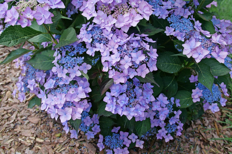Let's Dance Can Do Hydrangea Shrub