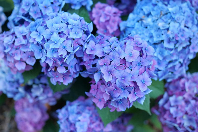 Let's Dance Loveable Hydrangea Shrub