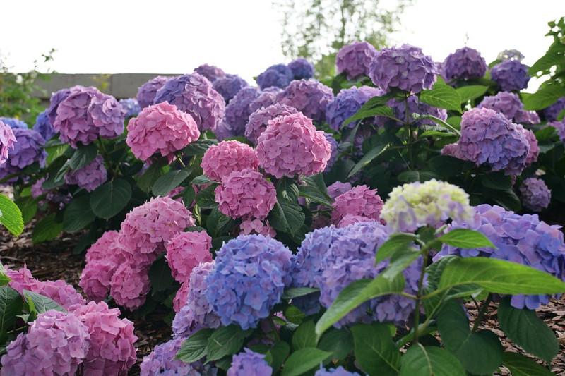 Let's Dance Sky View Hydrangea Shrub