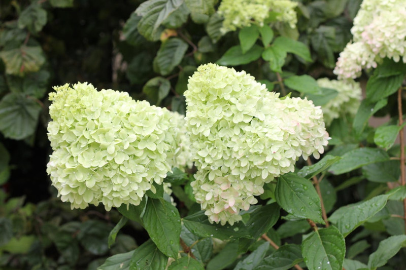Limelight Hydrangea Shrub