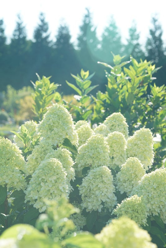 Limelight Prime Hydrangea Shrub