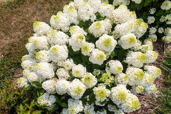 Little Hottie Hydrangea Shrub