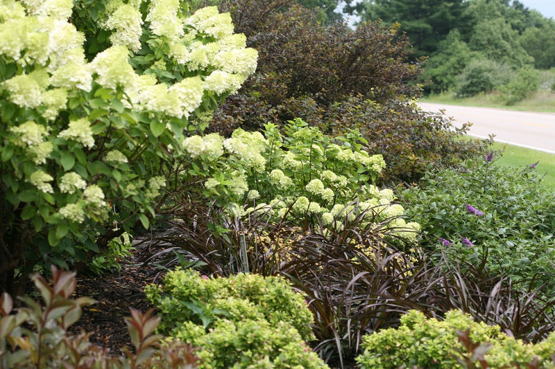 Little Lime Hydrangea Shrub