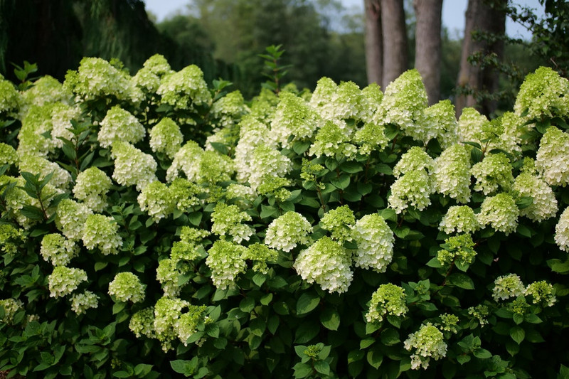 Little Lime Punch Hydrangea Shrub