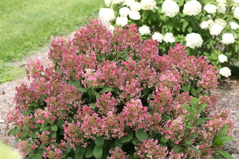 Little Quick Fire Hydrangea Shrub