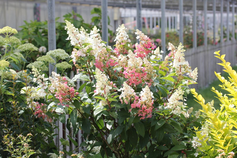Pinky Winky Hydrangea Shrub