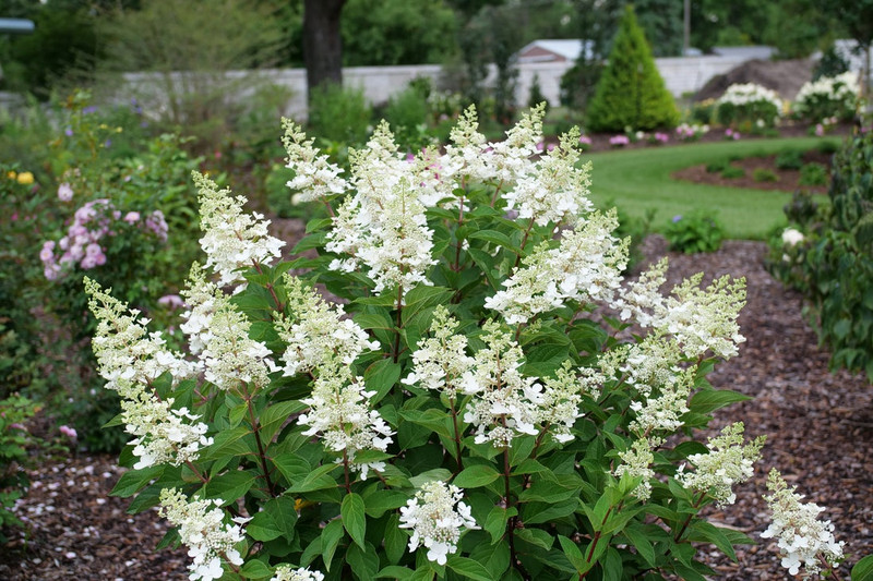 Pinky Winky Prime Hydrangea Shrub