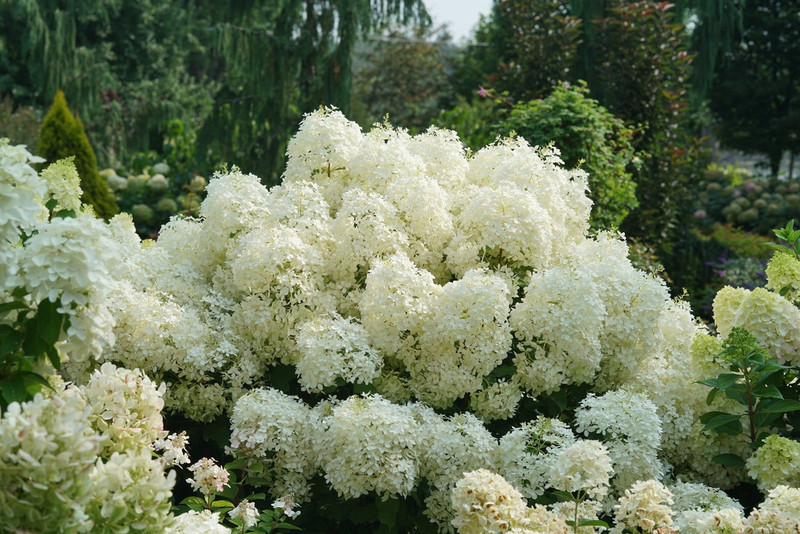 Puffer Fish Hydrangea Shrub