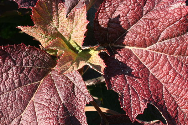 Snow Queen Oakleaf Hydrangea Shrub