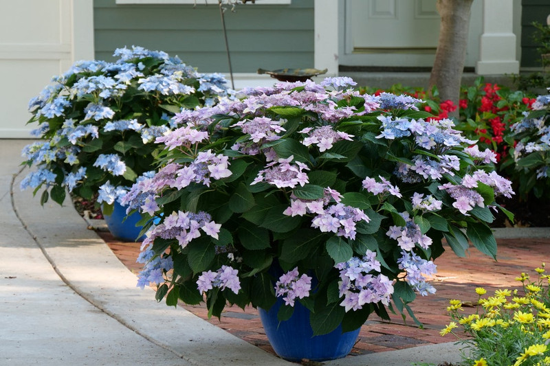 Tuff Stuff Ah-Ha Hydrangea Shrub