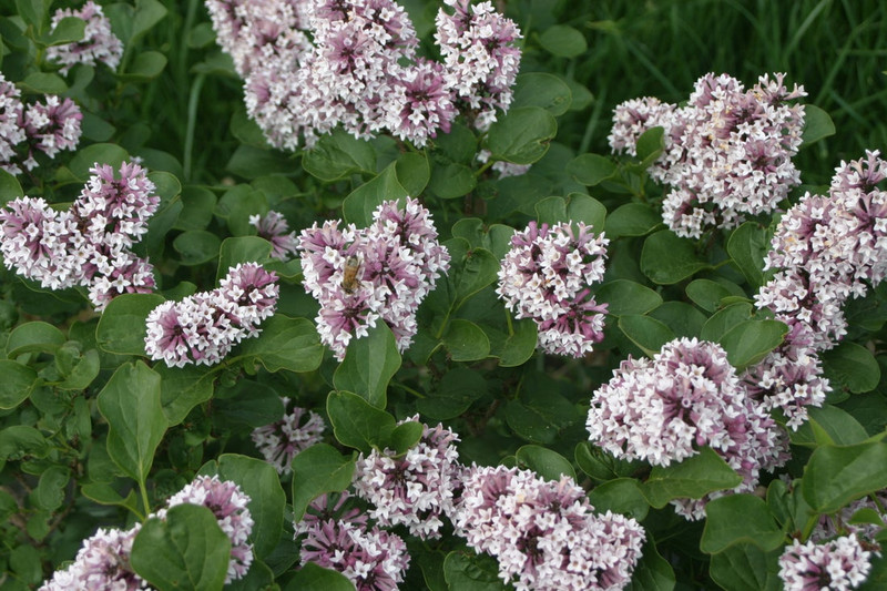 Baby Kim Lilac Shrub