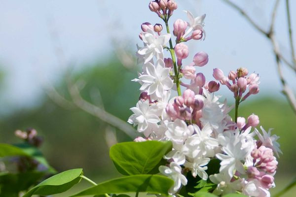 Beauty of Moscow (Soft Pink) Lilac Shrub